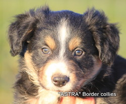 Tricolour male, medium coat, border collie puppy